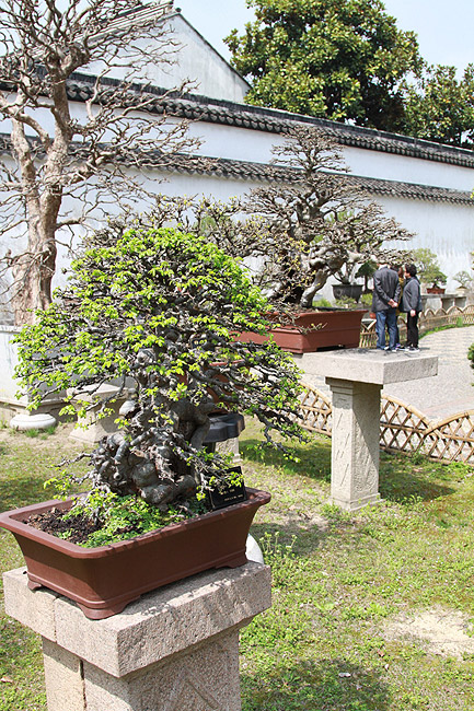 Сучжоу, Сад Скромного Чиновника, Сад Бонсай (Suzhou, Humble Administrator's Garden, Bonsai Garden)