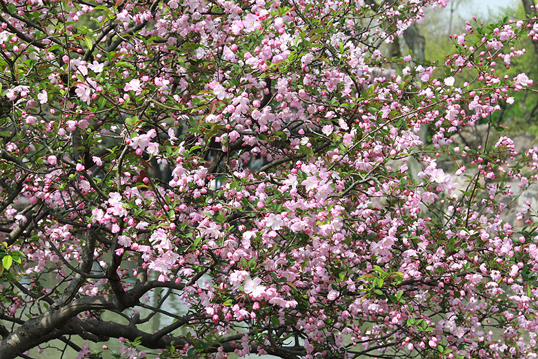 Сучжоу, Сад Скромного Чиновника, Центральный сад (Suzhou, Humble Administrator's Garden, Central Garden)
