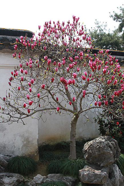 Сучжоу, Сад хозяина сетей, Во дворе Зала Пионов (Suzhou, Master of Nets Garden, Courtyard of the Peony Hall)
